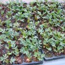 다은농장 이미지