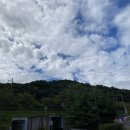 나무사이로 이미지