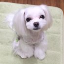 신세계 애견미용샵 이미지