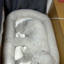 앵두 발바닥 | 대형견 강아지 방수 방석 댕베드 후기