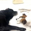 44 | 완주 풀빌라 펜션 중/대형견 동반 가능한 피에스타 44 303호 후기