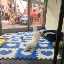 보라애견미용실 이미지