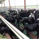 늘푸른 흑염소농장 이미지