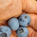 용담농장 이미지