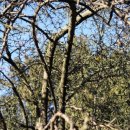 석성동헌 탱자나무 이미지