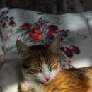 Healthy Cat 이미지