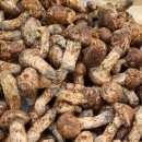 솔향이 진한 이미지