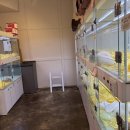 펫퍼스트 24시 강아지분양 고양이분양 파주운정점 이미지