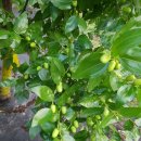 상미농장 이미지