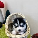 테일러퍼피 이미지