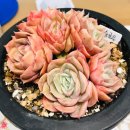 루쯔 | 구매후기)_2019.03.05_눈꽃다육_(일본정월, 온슬로우,샤롤로즈,오비리데,루쯔,로라)