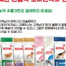 도그몰 네이버블로그