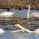 동읍1200 이미지