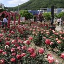 이곡장미공원 이미지