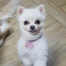웃는 강아지 이미지
