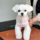 희야네 애견미용실 이미지