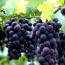 감초당한의원 이미지