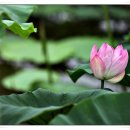 무척산관광농원 이미지