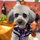 코코바리 이미지