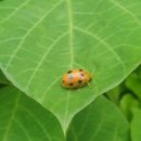 자연속힐링펜션 이미지