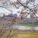 지에스25홍천강변점 | 봄을 만끽하는 쏳의 주말일상ㅣ홍가리비 쪄먹고 홍천 벚꽃 강변 산책하기