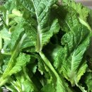 돌산 갓 이미지