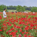 ◆(사진)수원탑동시민농장 양귀비 & ◆올림픽공원 들꽃마루 유채꽃 이미지