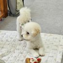 폴짝그루밍 이미지