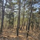 신화랑풍류숲길 이미지