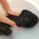 도그살롱바른핏 이미지