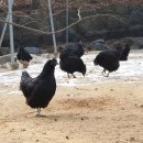 오계제4소교량 | 천연기념물 제 265호 연산 화악리의 오계