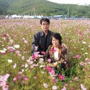 내미로 Daum카페