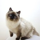 마마캐터리 이미지