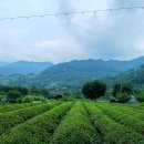 화개햇살민박 이미지