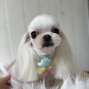 The dog 애견미용샵 네이버블로그