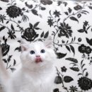 캣돌 캐터리 이미지