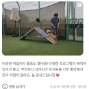 강아지 어질리티 A프레임 수업, 도전! 인계동 애견유치원 멍스스쿨