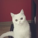 코코보노 고양이호텔 이미지