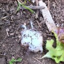 맹꽁이농장 이미지