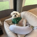 강아지나라 | 강아지 쿠션 쏘오옥 소파 베드 M 사이즈 내돈내산 후기