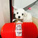 개네집 고양이 | 강아지 배냇 미용 후기 강아지도 머리빨이다!!! 까치산 개네집