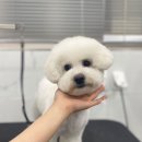 펫하우스(애견샵) 이미지