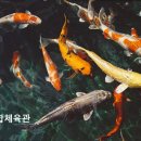 양재체육관 | 서울 서초 수영장 추천 서초종합체육관 온탕 있는 수영장으로 인기