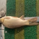제2유동낚시터 티스토리