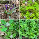 더좋은한방병원 | 광주 금당산 등산 후기 | 원광대한방병원 출발 초보 코스