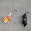 콩이묘묘 이미지