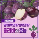 콜라비
