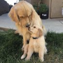 행복한개 이미지