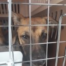 루비켄넬 이미지