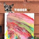 멍냥스테이 애견호텔유치원 이미지